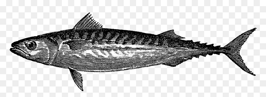 Atlantic Mackerel, HD Png Download - fish .png