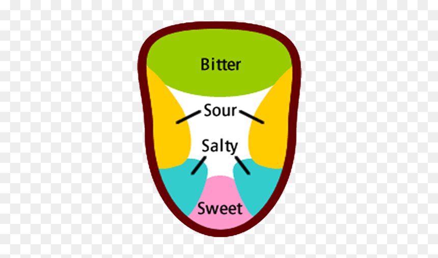 Tongue Map Myth Featured - Illustration, HD Png Download - myth png