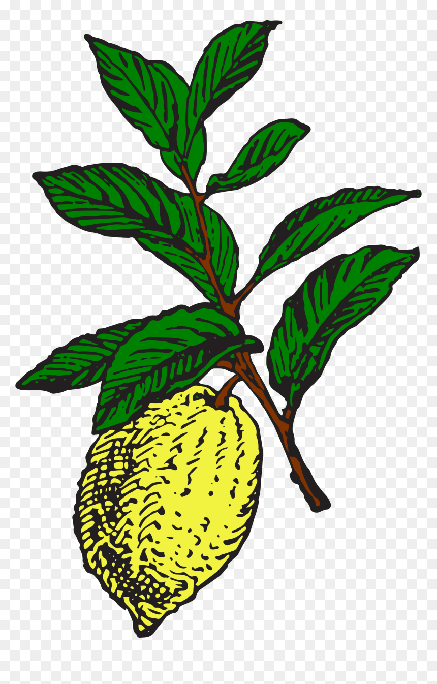 Big,image,lemon,clipart - Lemon Illustration Vintage Png, Transparent Png - lemon clipart png