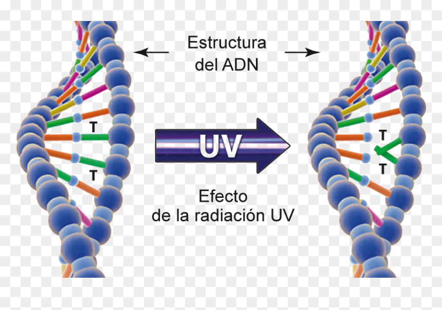 Uv Dna, HD Png Download - efecto de luz png
