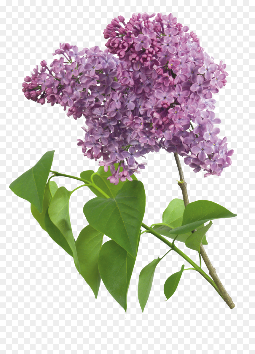 Purple Lilacs Clipart, HD Png Download - flores blancas png