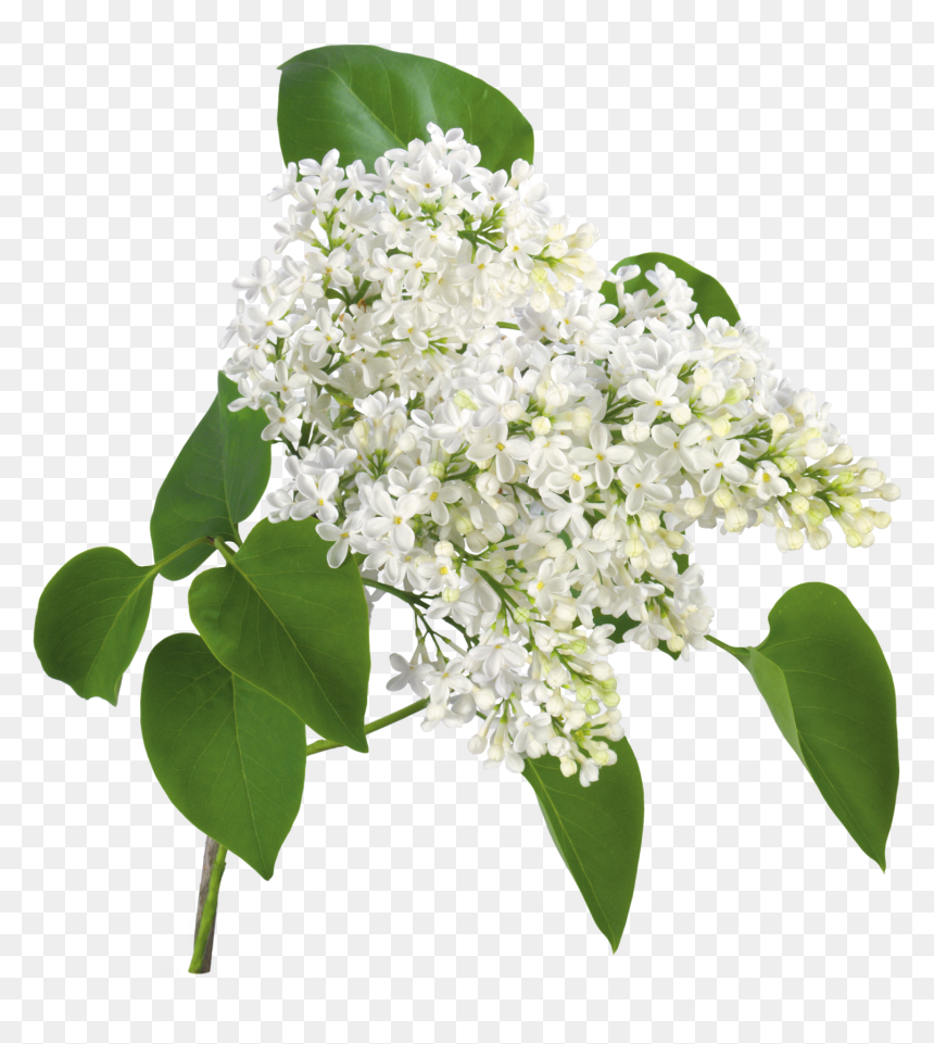 White Lilac Flower Png, Transparent Png - flores blancas png