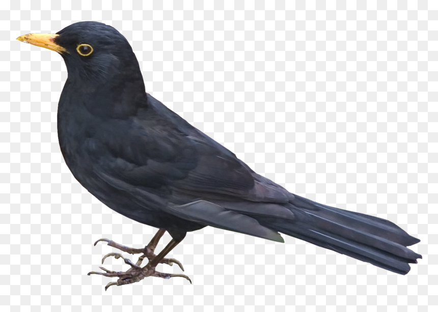 Thumb Image - Blackbird Png, Transparent Png - passarinho png