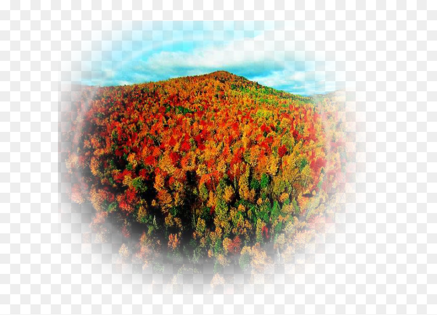 Transparent Paisaje Png - Autumn Canada, Png Download - flores blancas png
