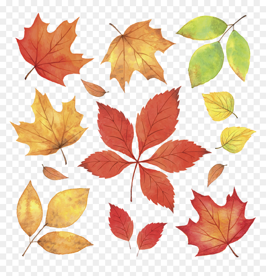 Autumn Leaves, HD Png Download - falling leaves png