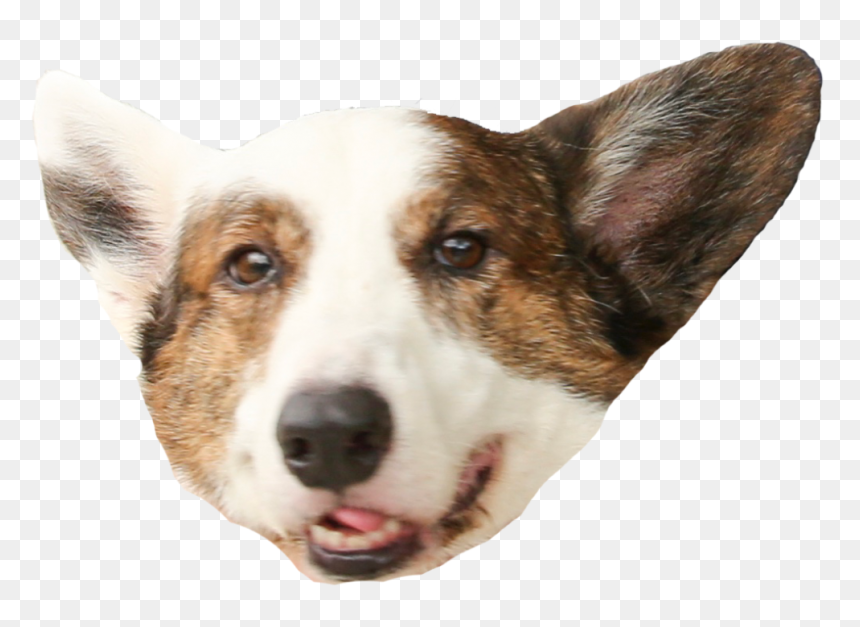 Cardigan Welsh Corgi, HD Png Download - corgi png