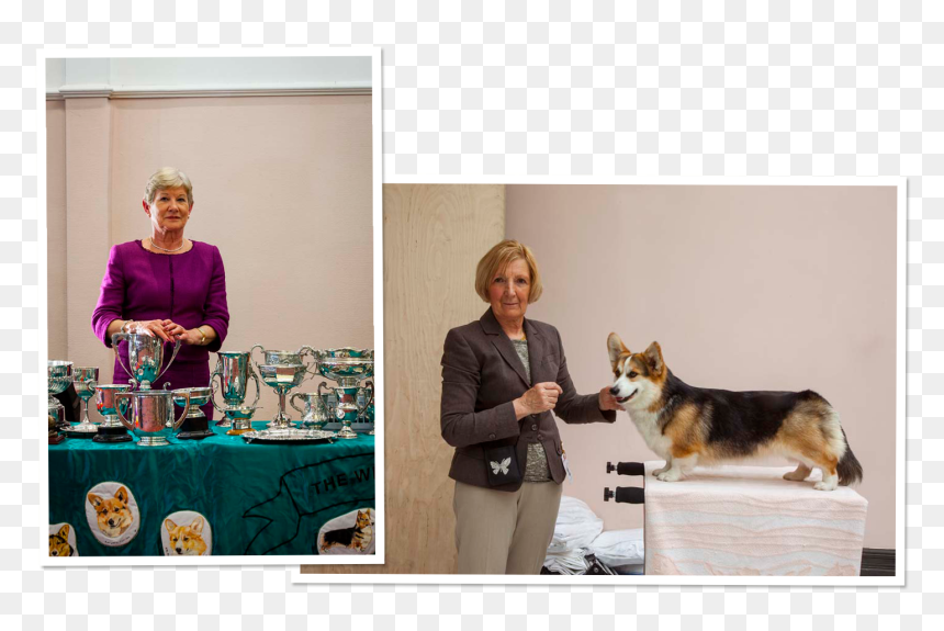 Pembroke Welsh Corgi, HD Png Download - corgi png