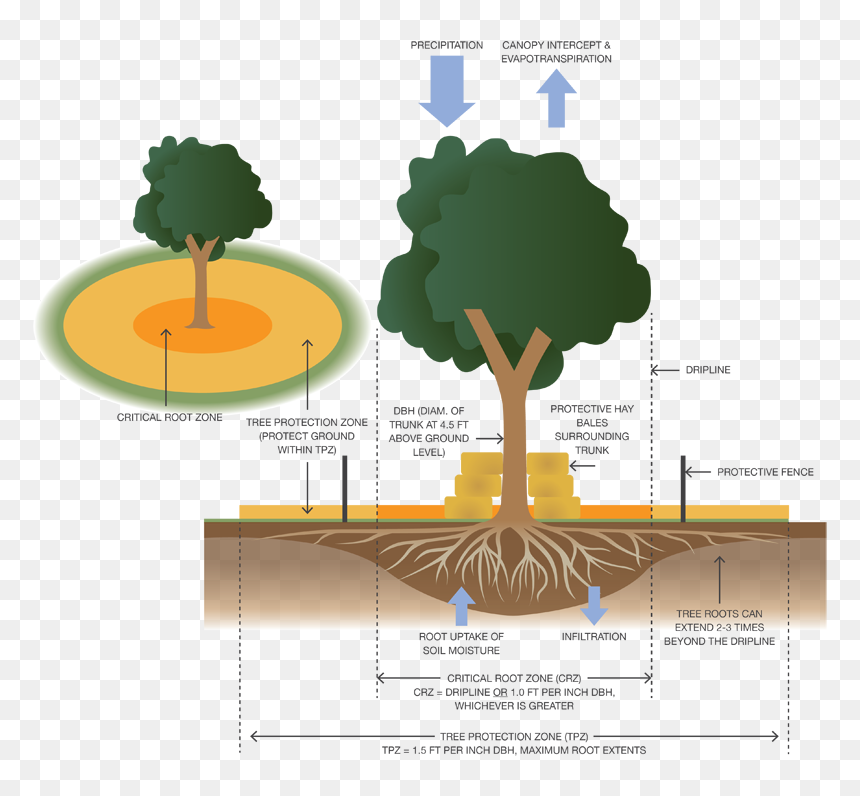 Tree Protection On Construction Sites, HD Png Download - tree roots png
