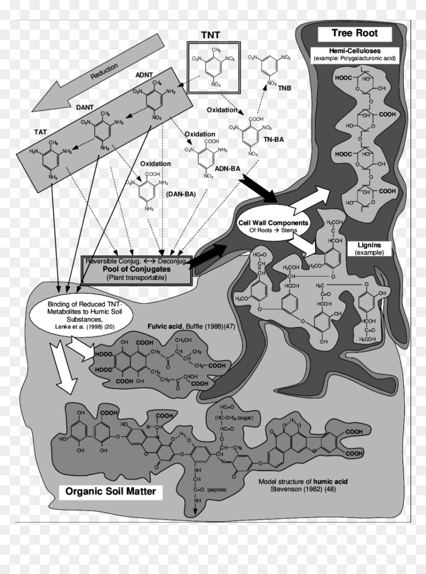 Cartoon, HD Png Download - tree roots png