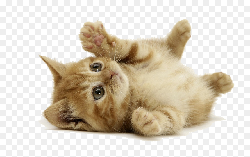 Little Cat, HD Png Download - cats png