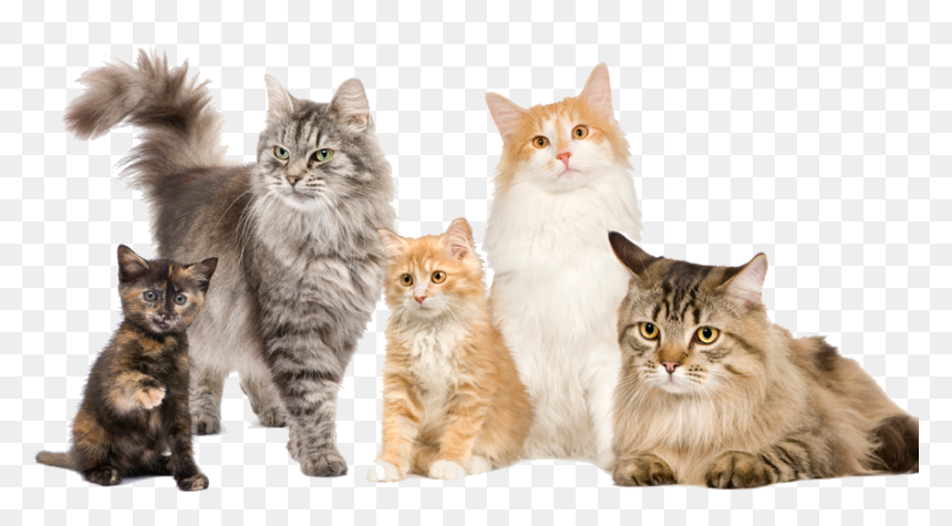 Pet Cats, HD Png Download - cats png