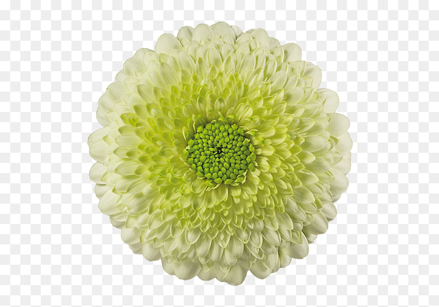 Common Zinnia, HD Png Download - kermit png