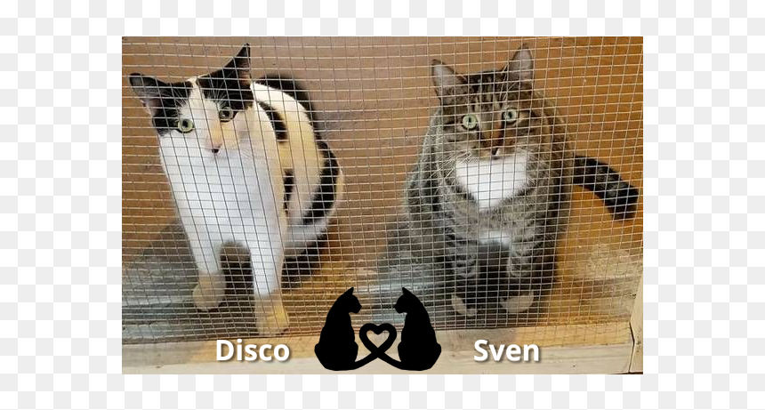 Cats Png, Transparent Png - cats png