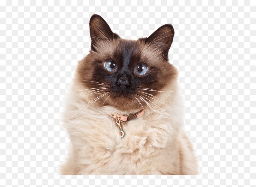 Balinese Cat Hypoallergenic Cats, HD Png Download - cats png