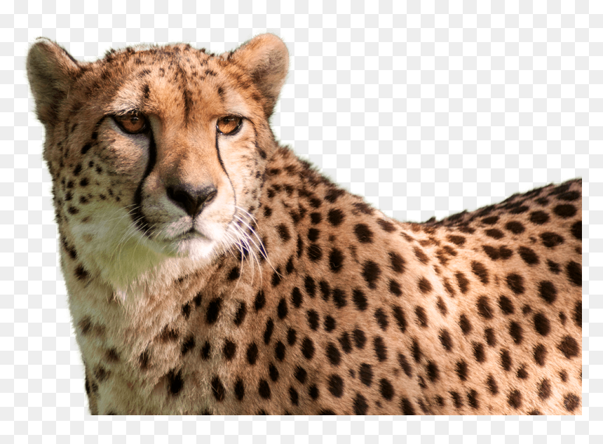 Cheetah Head Transparent Background, HD Png Download - cheetah png