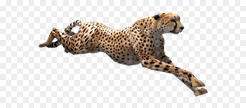 Cheetah Png, Transparent Png - cheetah png