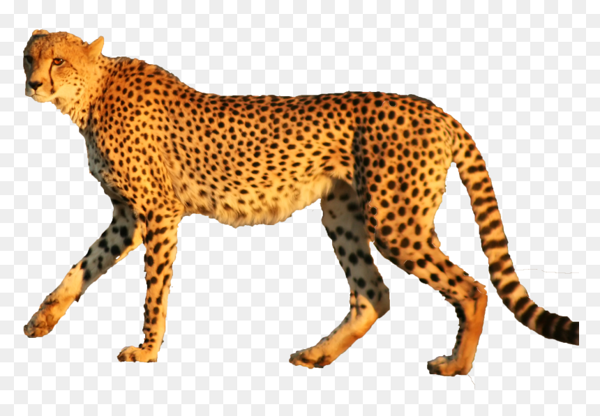 Cheetah, HD Png Download - cheetah png