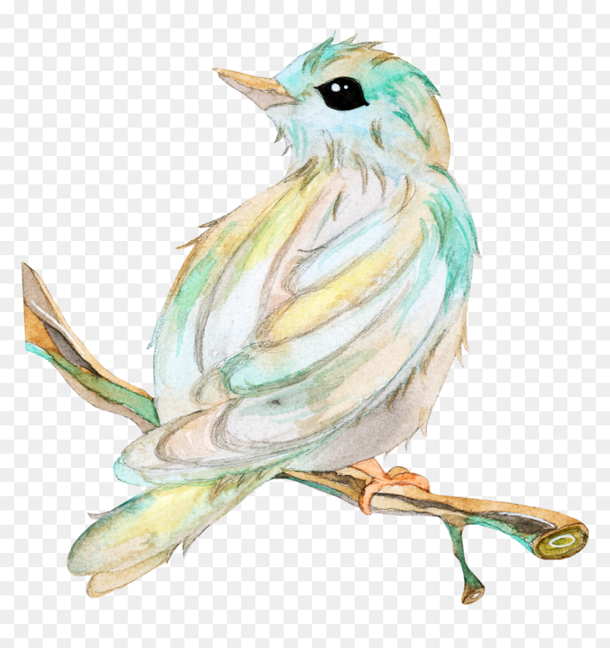 Transparent Chickadee Clipart - Passarinho No Galho Waterdcolor, HD Png Download - passarinho png