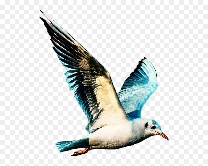 #ave #passaro #passarinho #adesivo #sticker #bird #bird - Water Bird, HD Png Download - passarinho png