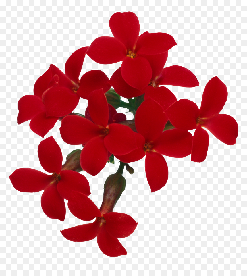 Flores Png, Ramos, Etc, Renders - Stock Photography, Transparent Png - ramos png