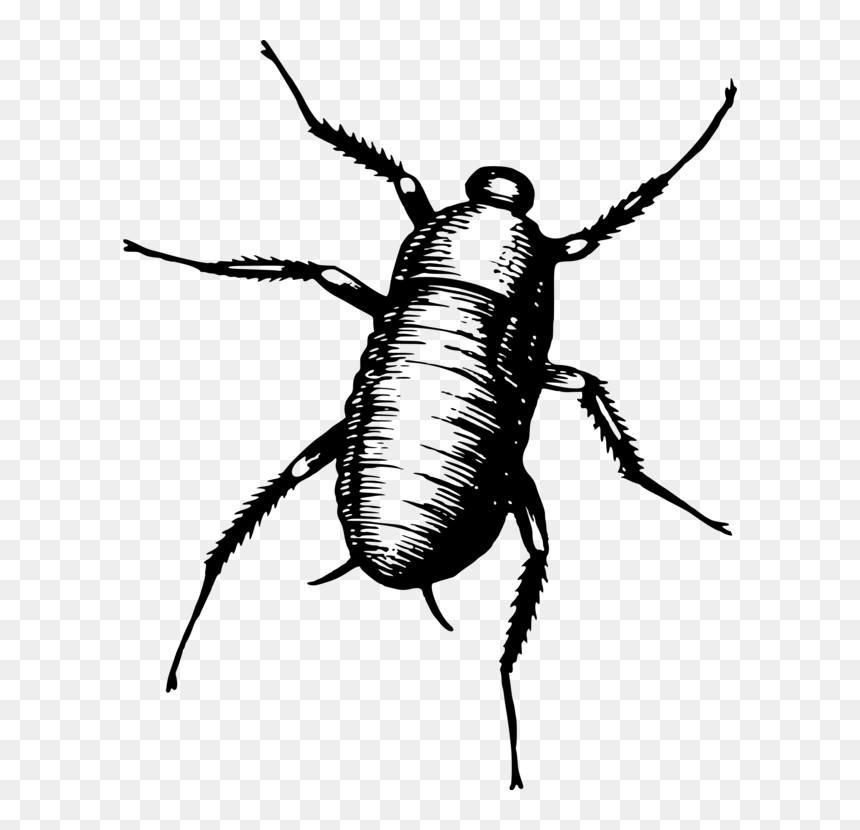Blister Beetles,oriental Cockroach,darkling Beetles, HD Png Download - oriental png
