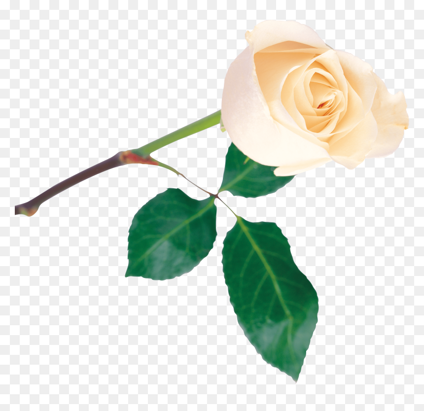 Rosas Blancas - Garden Roses, HD Png Download - rosas blancas png