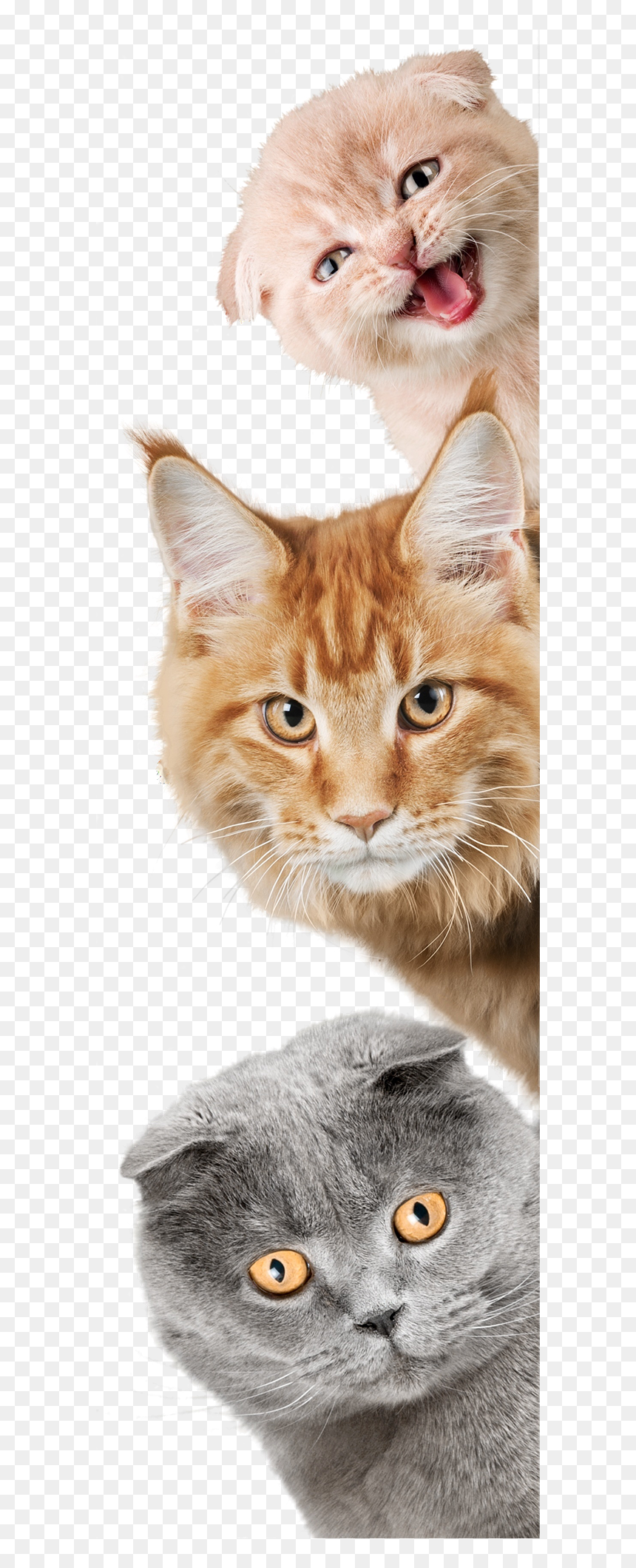 Cat Laying Down Png - Cat Dog, Transparent Png - cat laying down png