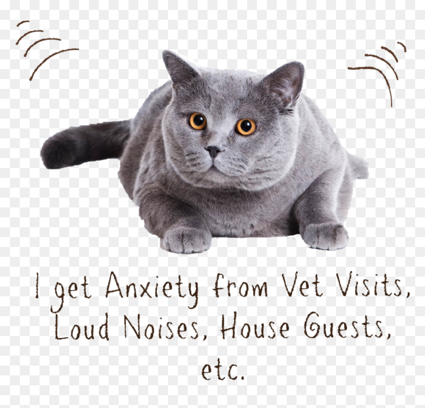 Transparent Zen Png - British Shorthair, Png Download - cat laying down png