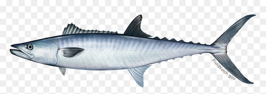 Transparent Fish Illustration Png - Spanish Mackerel Clipart, Png Download - fish illustration png