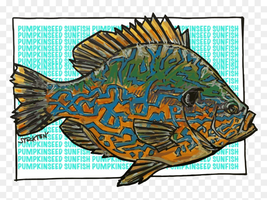 Pumpkinfish Midwestflyfishingexpopin, HD Png Download - fish illustration png
