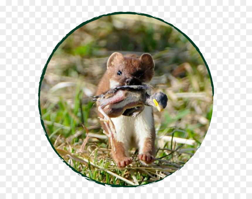 Stoat Running With Dead Bird In Mouth - Stoat New Zealand, HD Png Download - dead bird png