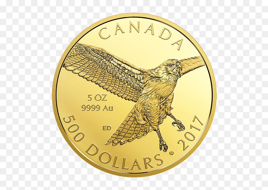 Coin, HD Png Download - red tailed hawk png