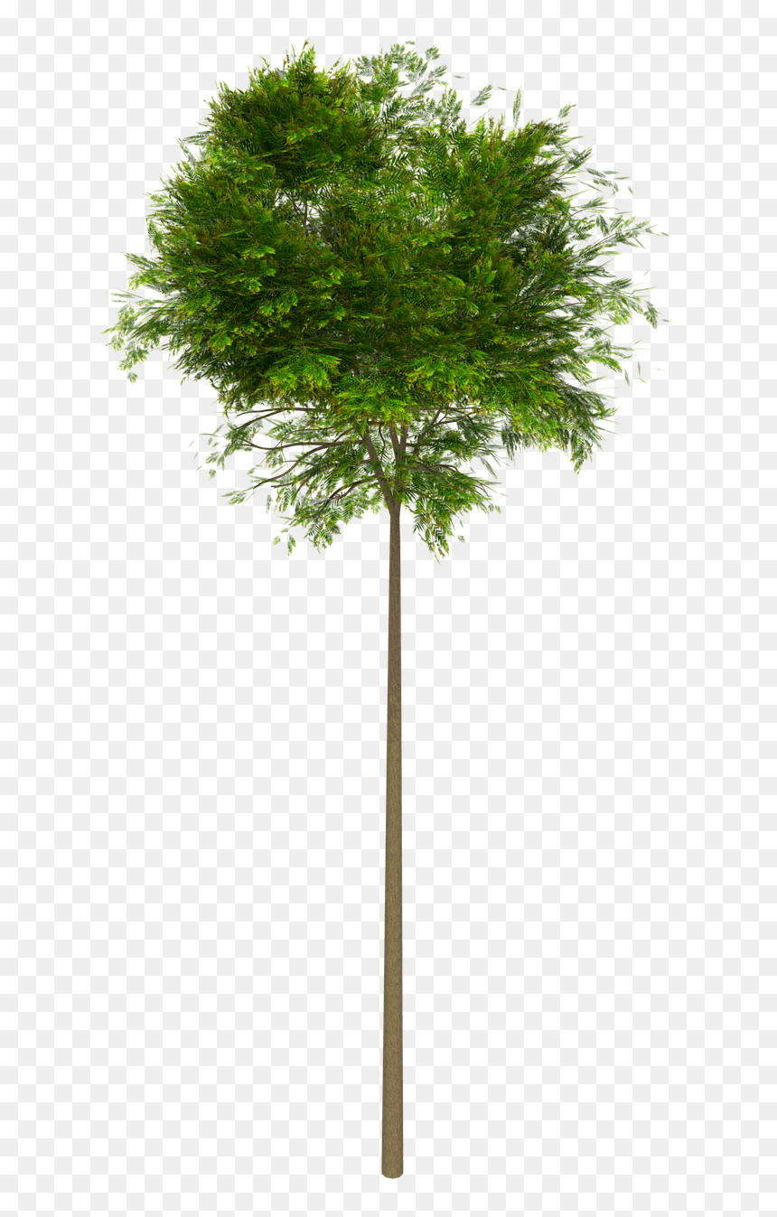 Tree High Leaves - Arboles Sin Fondo Png, Transparent Png - arbol png transparente