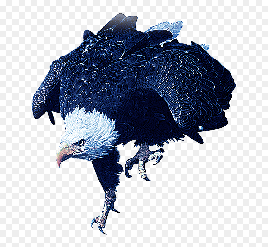 Portable Network Graphics, HD Png Download - red tailed hawk png