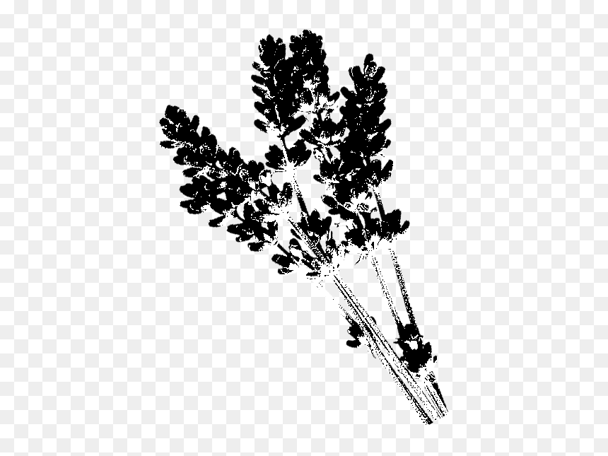 Lavender - Transparent Background Lavender Png Free, Png Download - lavander png