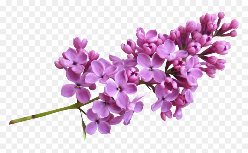 Lilac Png, Transparent Png - lavander png