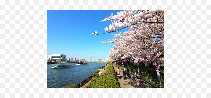 Cherry Blossom, HD Png Download - stormy sky png