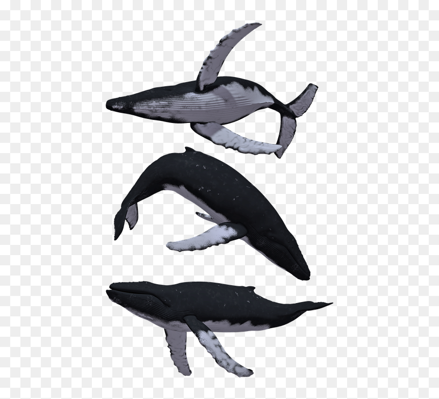 Humpback Whale Png, Transparent Png - whales png