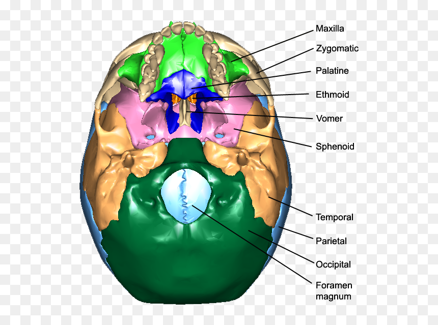Under The Skull Bones, HD Png Download - real bone png