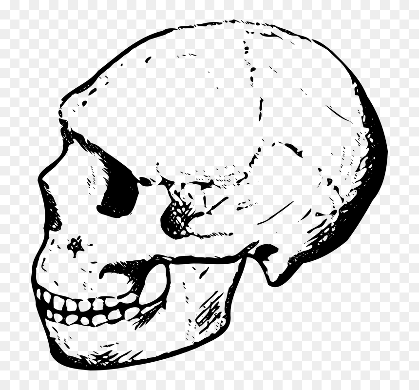 Human Skull Clipart Black And White, HD Png Download - real bone png