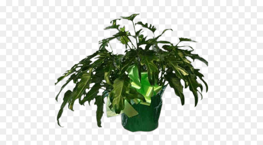 Fiddle Leaf Philodendron, HD Png Download - philodendron png