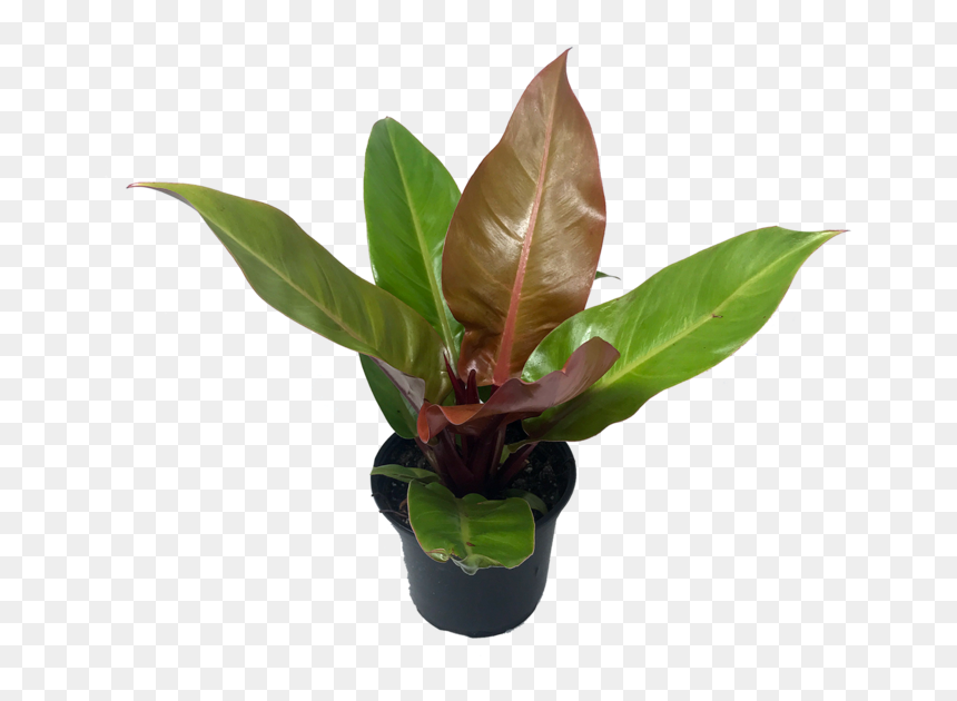 Flowerpot, HD Png Download - philodendron png