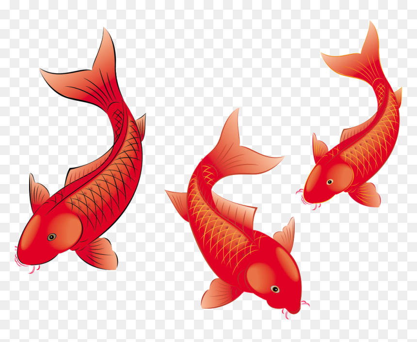 De Alta Definicion De Peces De Estética Png De Pintura - 红 鲤 鱼, Transparent Png - peces png