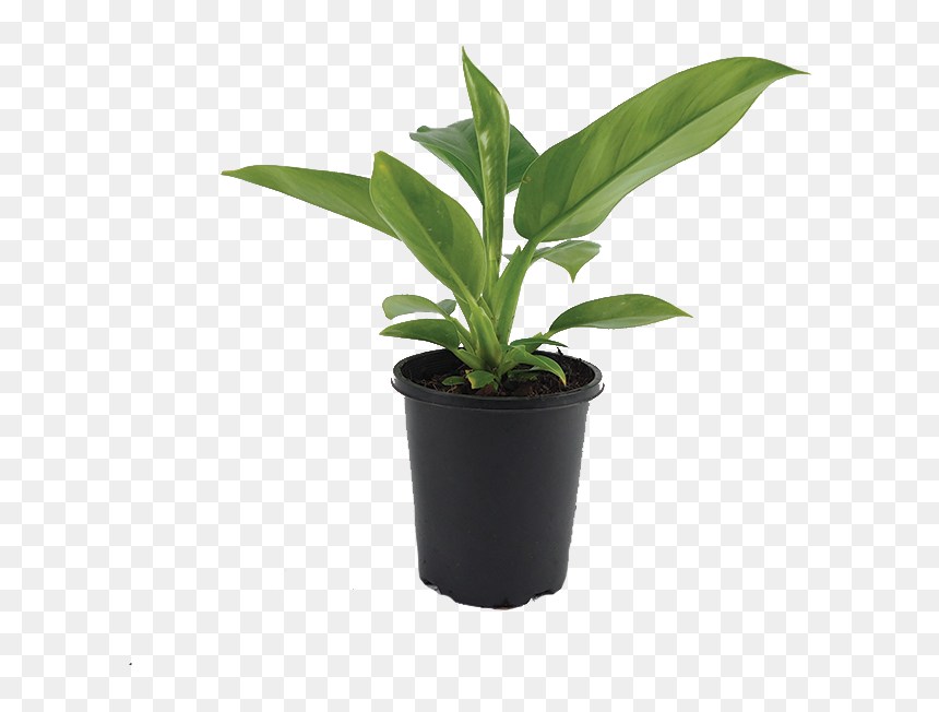 Flowerpot, HD Png Download - philodendron png