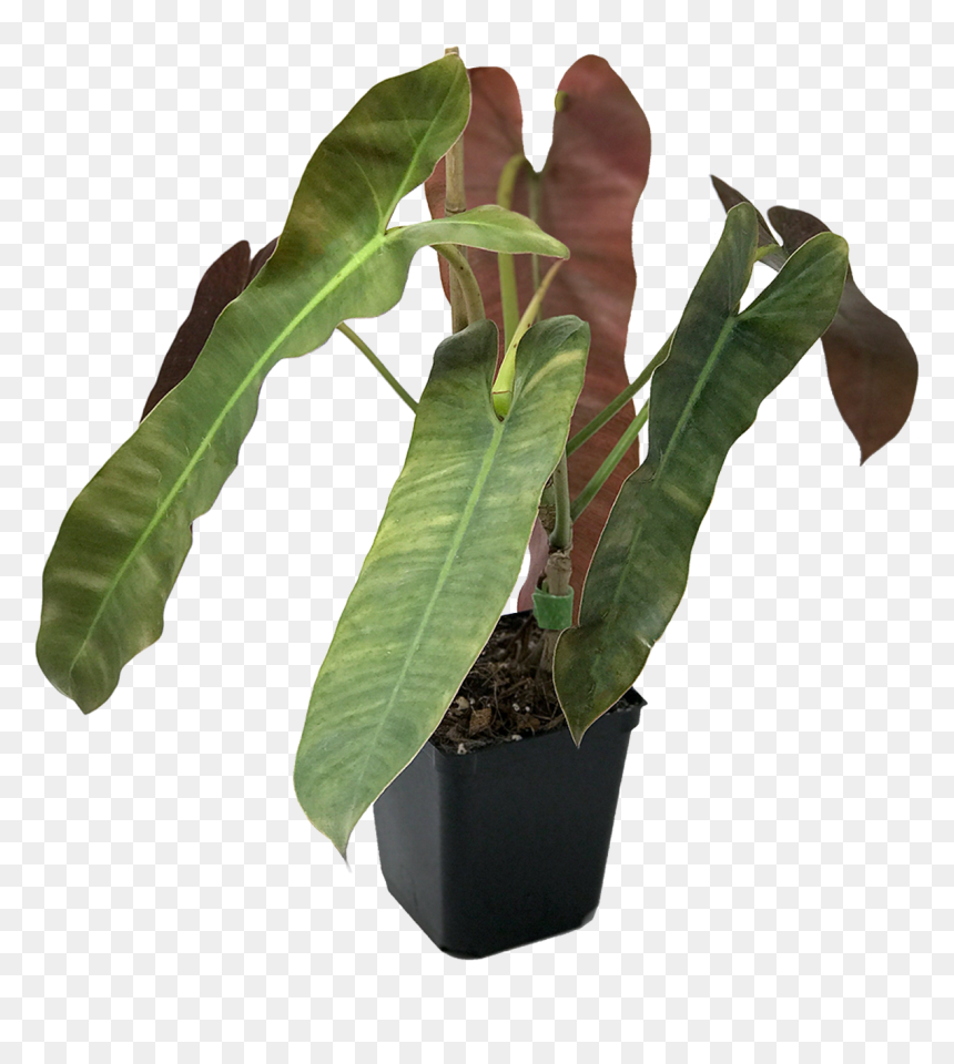 Flowerpot, HD Png Download - philodendron png