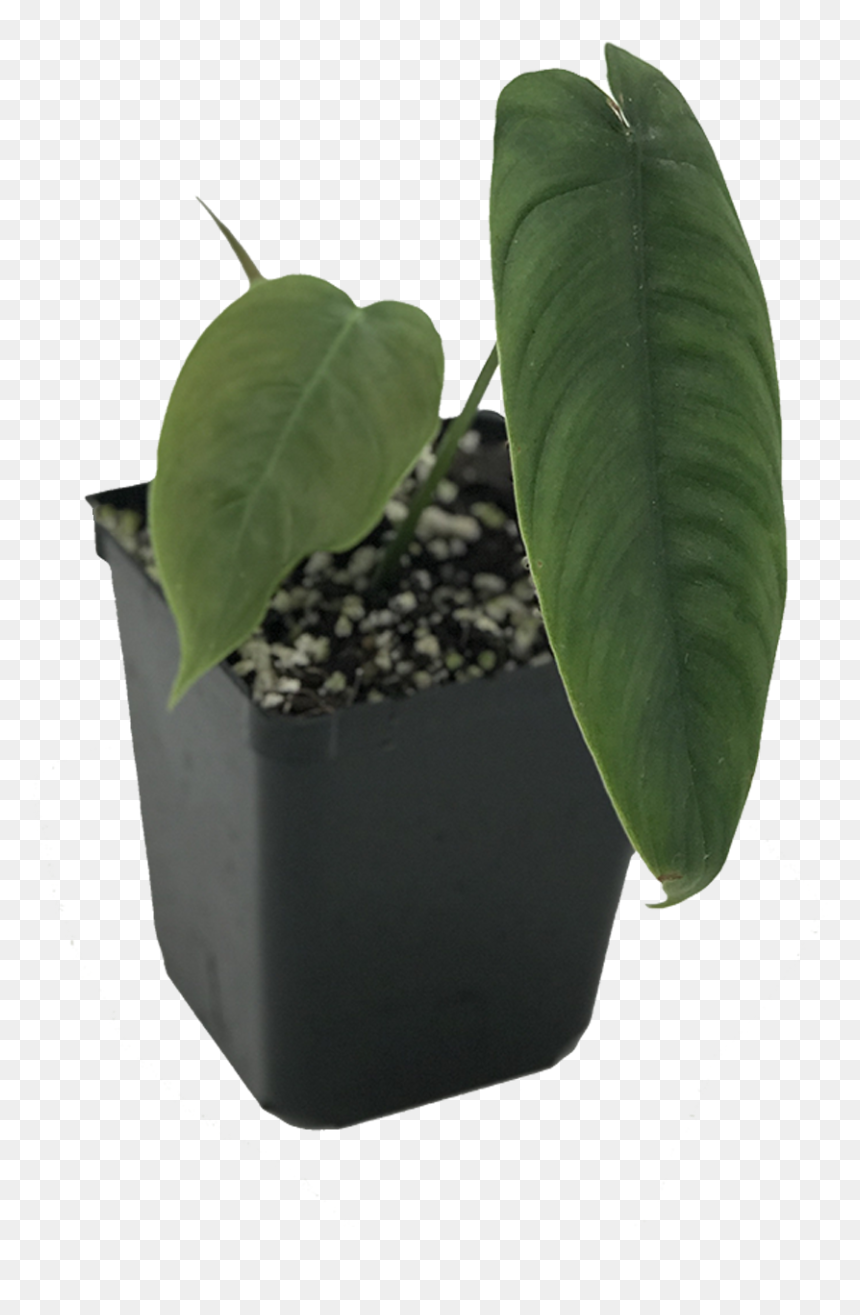 Flowerpot, HD Png Download - philodendron png