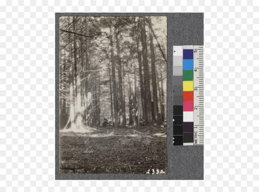 Secondgrowth Redwood Yield Study - Birch, HD Png Download - reaching png