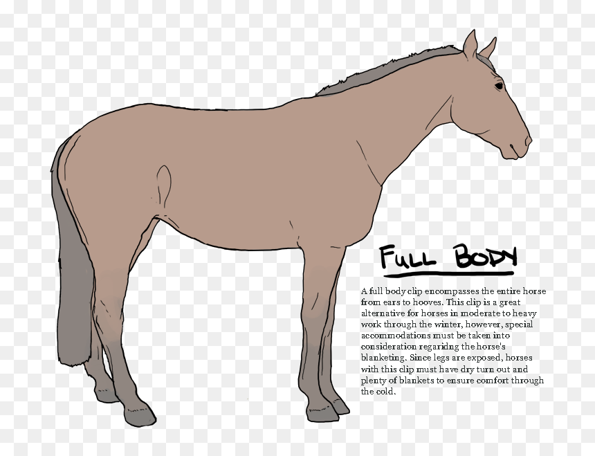 Clip Fullbody - Strip Clip On Horse, HD Png Download - horse hoof png