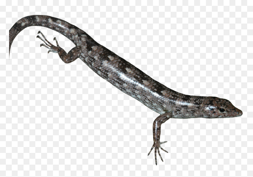 Transparent Reptiles Png - Scincella, Png Download - reptiles png