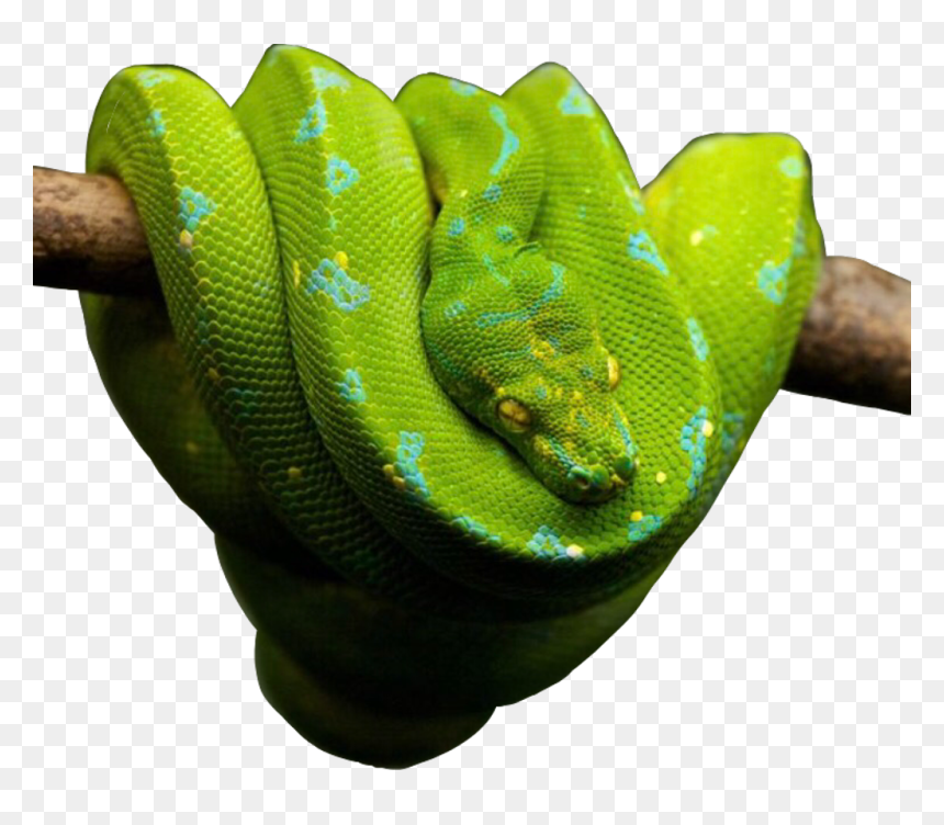 Snake Snakes Snakeu Reptiles Reptile Green Freetoedit - Love Snakes, HD Png Download - reptiles png